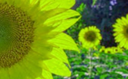 �����T�����տ�����