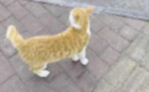 鄰居小貓作文