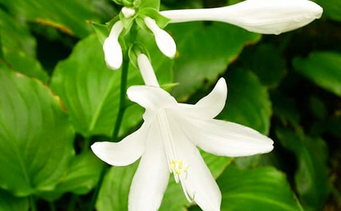 ҹ��(l��i)�����ģ��ᣩ