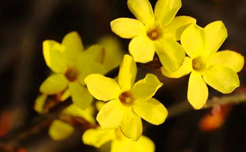 《迎春花》優(yōu)秀教案(精選11篇)