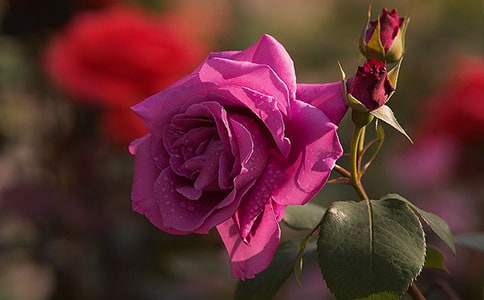 �¼���Ԓ�Z����