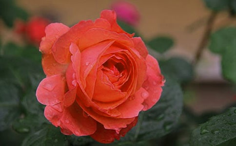 �¼�ٝ����