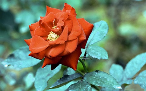 �茑�¼�����(y��u)���ľ��Ӵ�ȫ