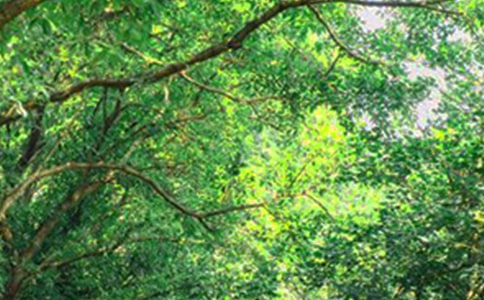 ���x�簲�������΢�ŅR��24�l