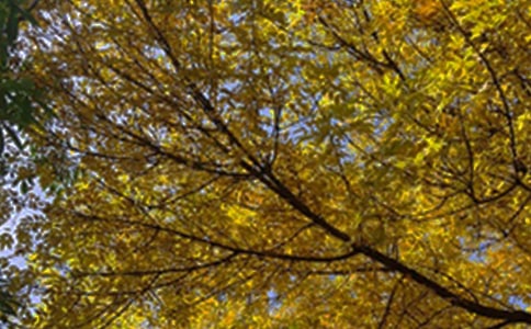 �m�����ϰl(f��)���簲���Z(y��)����Ȧ59�l