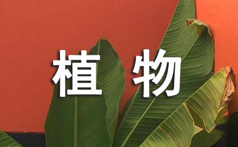 植物媽媽有辦法教案(通用15篇)