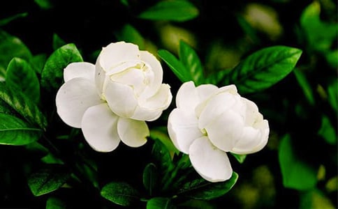 ���������ĳ���10ƪ