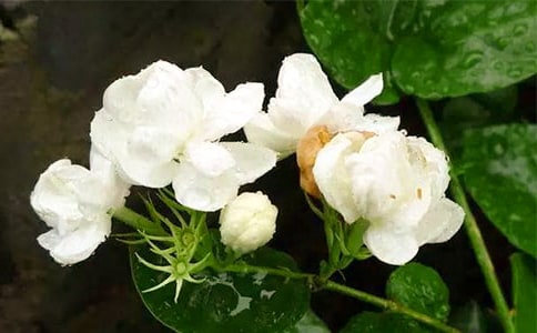 �����׵����򻨡�С�W�x��з���