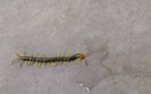 ����봩Ь����