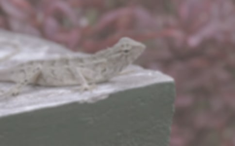 һ���������һ������Ԋ��
