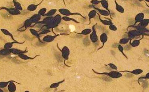 ������Ⱥ��С��򽡷�̌W�OӋ