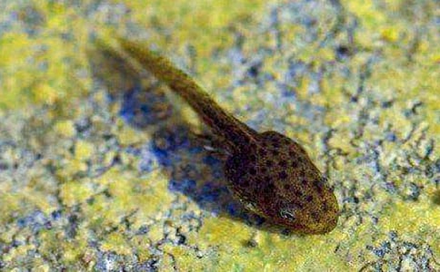 ׽С������ġ�����6ƪ��